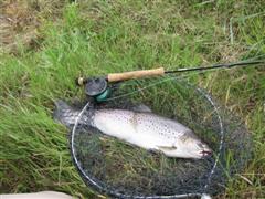 Andys
                      - Sea trout 3lb 8oz taken in the Towy July 17th
                      2010