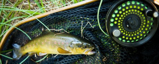 A gorgeous brown trout caught on the fly